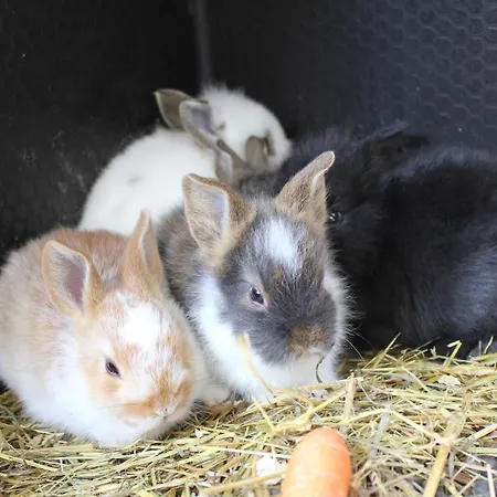 Κάμπινγκ & *