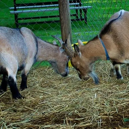 Κάμπινγκ & *