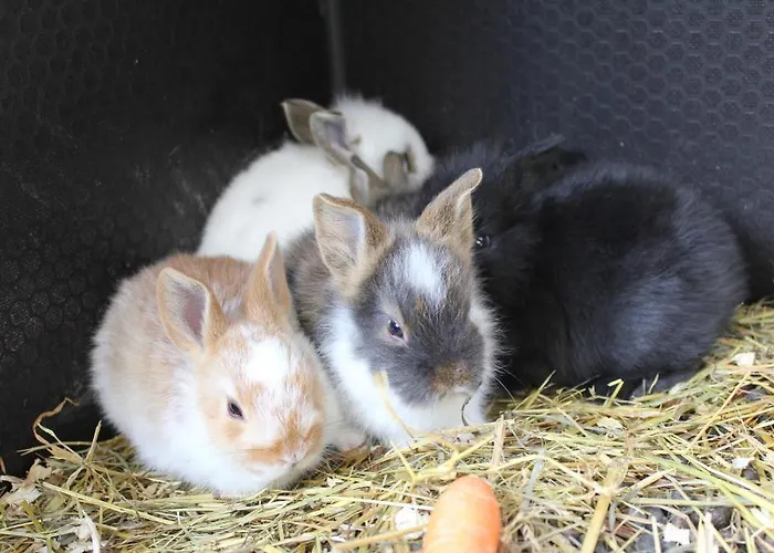 Campingplatz Niva Camping & Glamping *