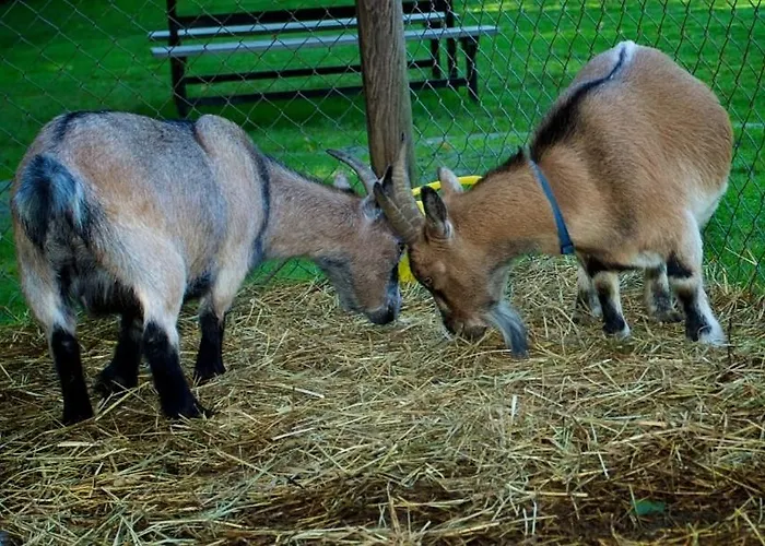 Campingplatz Niva Camping & Glamping *